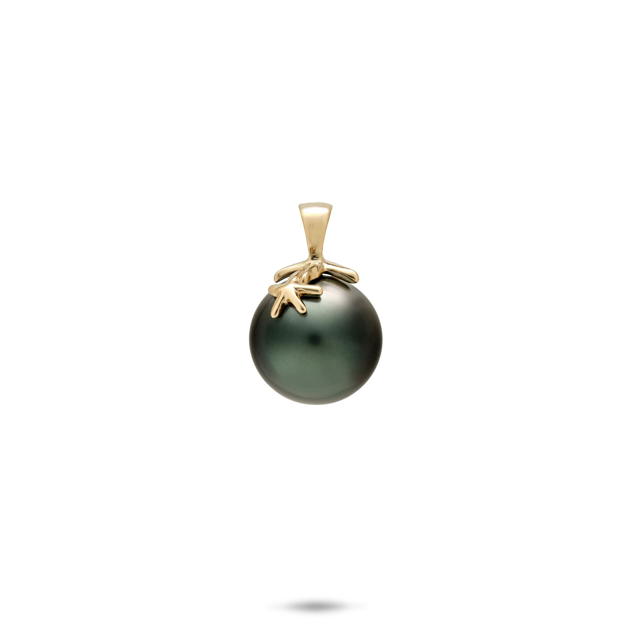 Reefs double Starfish bail topping a 10-11mm Tahitian Black Pearl Pendant in Gold on a white background