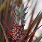 Small Pineapple with Pineapple Pendant in Gold with Diamonds by Maui Divers Jewelry