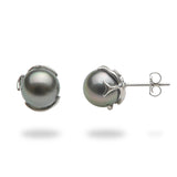 Tahitian Black Pearl (9-10mm) Earrings in 14K White Gold-Maui Divers Jewelry